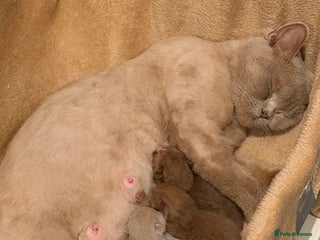 British Shorthair cats Cinnamon British shorthair kittens - Advert 5