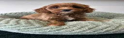 Cavapoo dogs for sale: Beautiful Cavapoos (health tested parents) - Advert 4