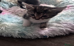 Mixed Breed cats for sale: 5 kittens for sale 2 male 3 female  - Image 3