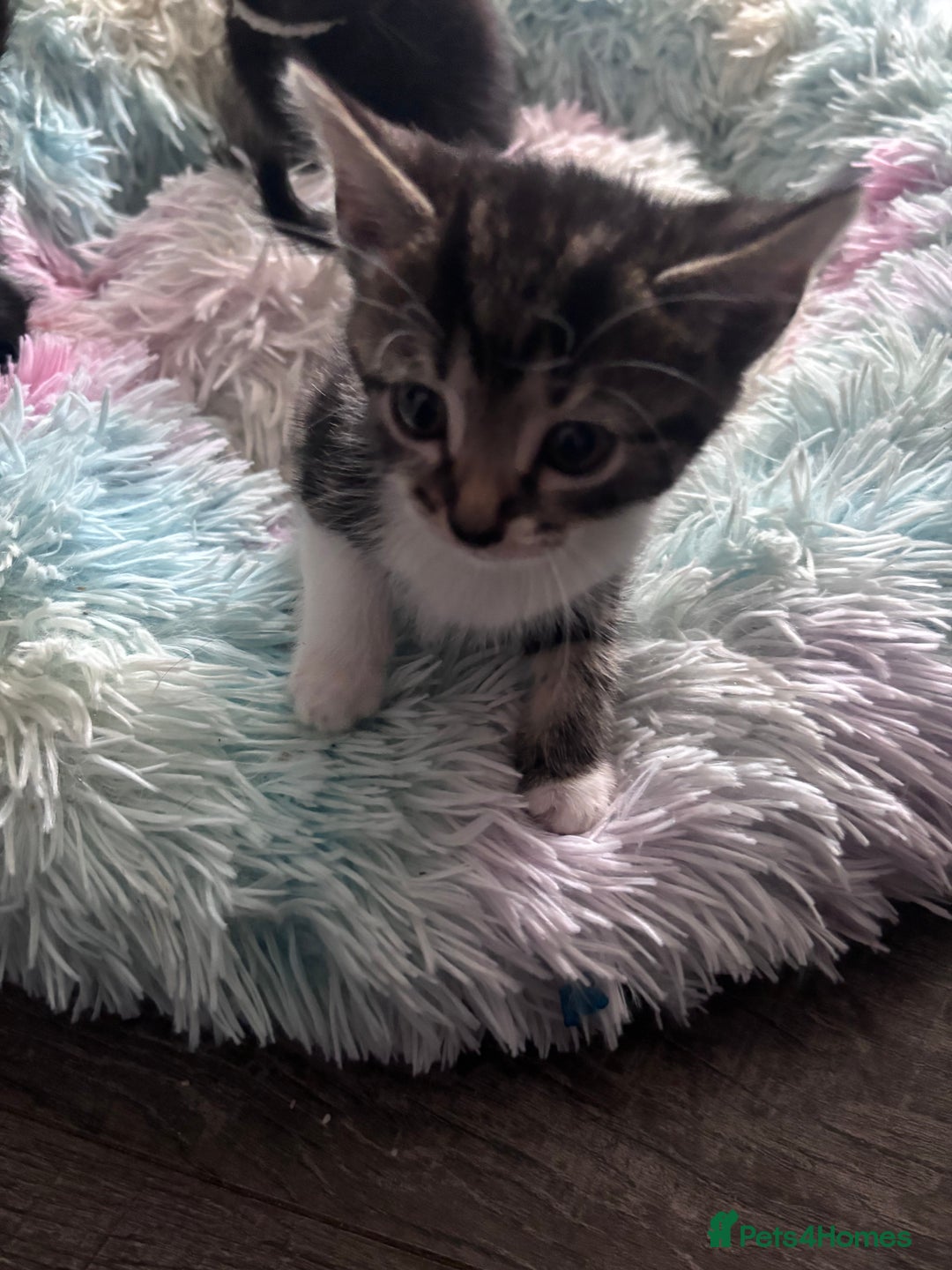 Mixed Breed cats for sale: 5 kittens for sale 2 male 3 female  - Image 3