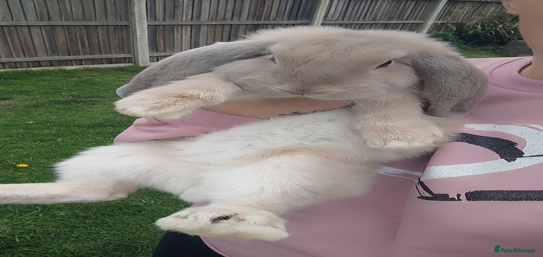 Gallery Image {{count}}