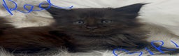 Maine Coon cats for sale: Beautiful Maine coon kittens - Advert 7