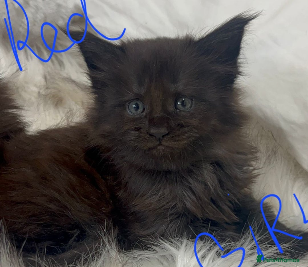 Maine Coon cats for sale: Beautiful Maine coon kittens - Advert 7