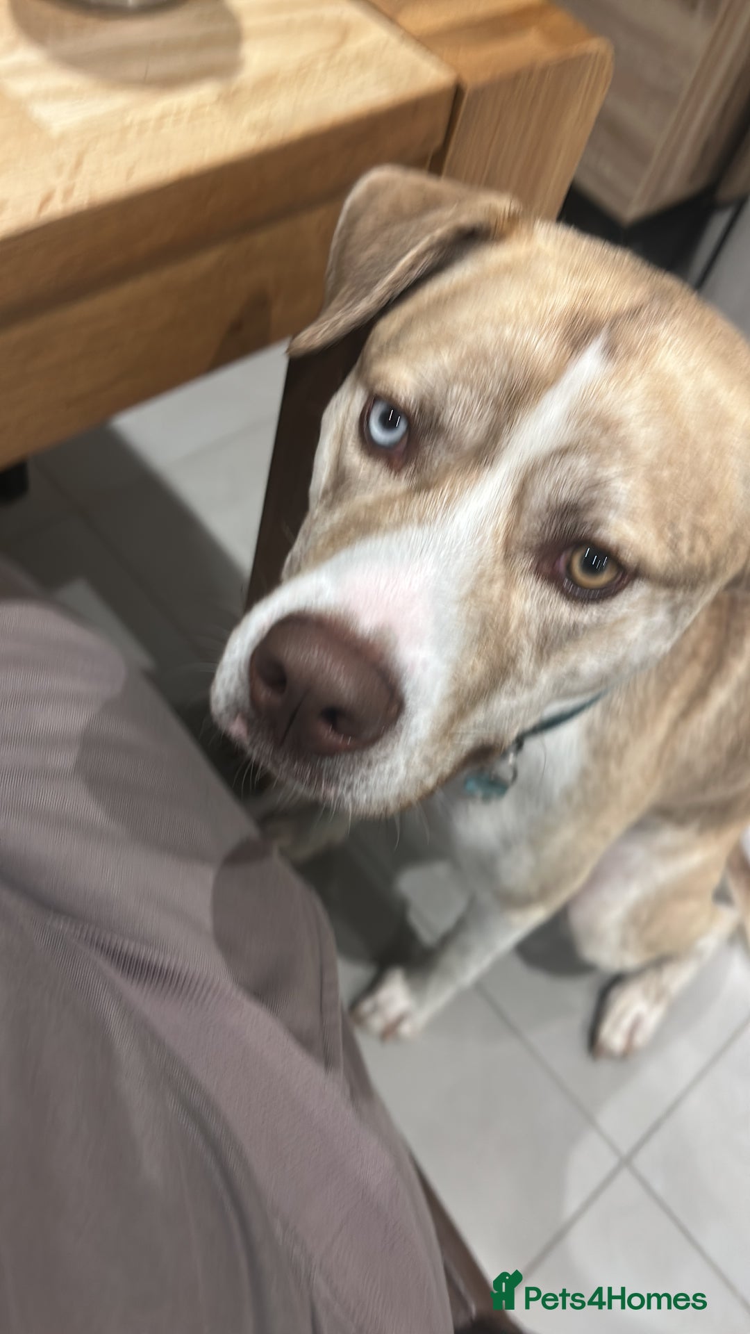 Mixed Breed dogs for sale: Dog for sale - Advert 2