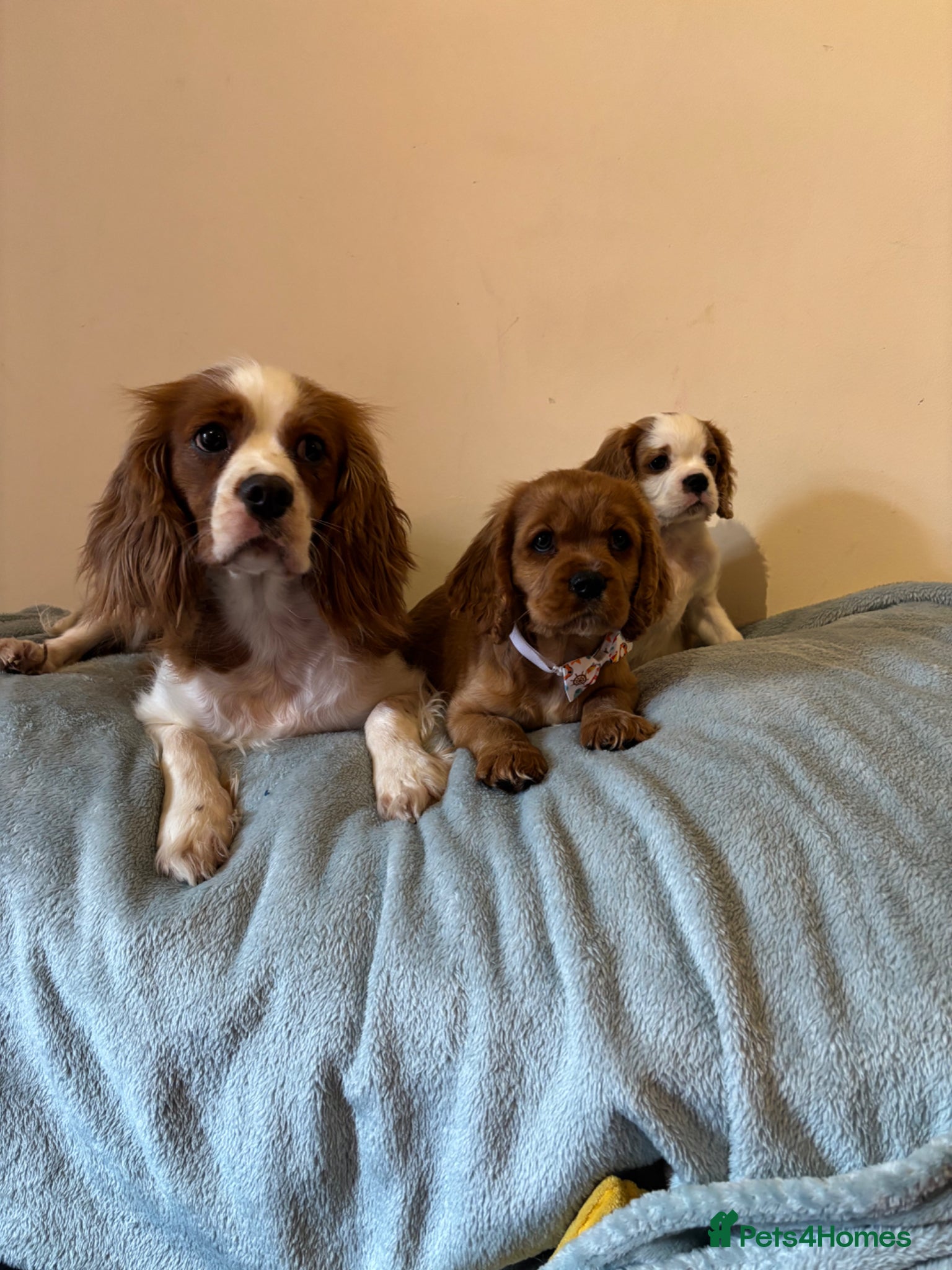 Cavalier King Charles Spaniel dogs Ready for there forvever homes ckcs kc registered  - Advert 2