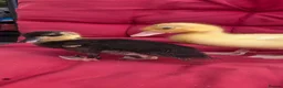 Ducks poultry for sale:  Pure bred Miniature call Ducklings  - Advert 5
