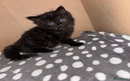 Bombay cats for sale: Bombay mix kittens  - Image 1