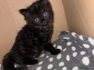 Bombay cats for sale - Advert 1