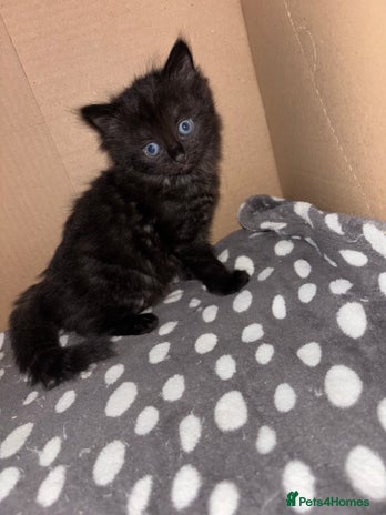 Bombay cats Bombay mix kittens - Advert 2