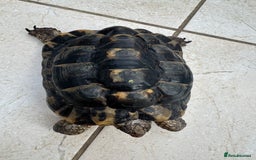 Tortoise reptiles for sale: Rescue Tortoise for sell - Image 3