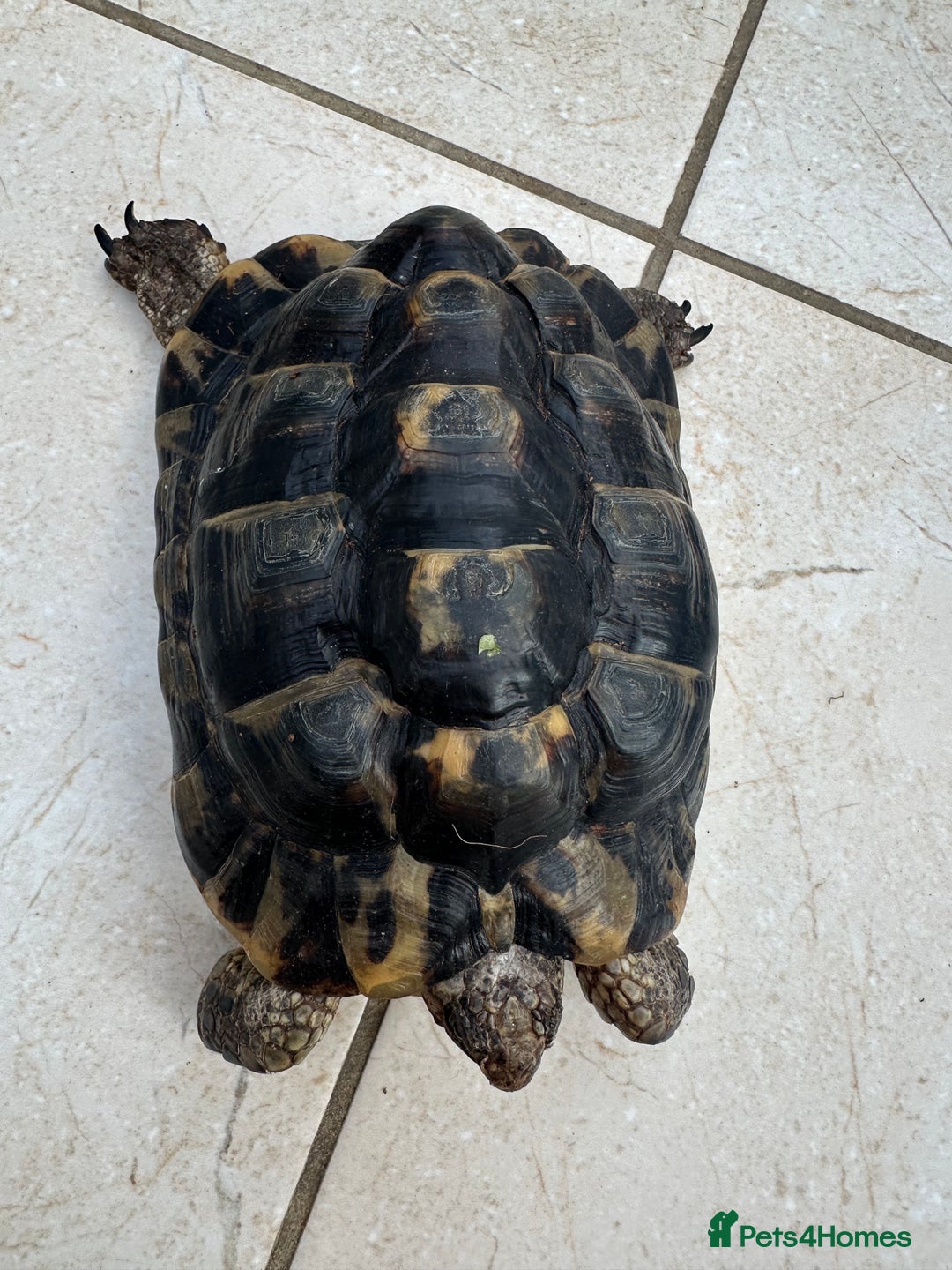 Tortoise reptiles for sale: Rescue Tortoise for sell - Image 3