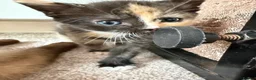 Mixed Breed cats for sale: Calico Beautiful-Mum Siamese Dad Ragdoll Bengal  - Advert 18
