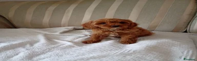Cavapoo 2