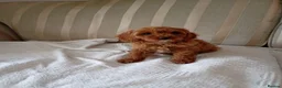 Cavapoo dogs for sale: Cavapoo  in Hull - Advert 4
