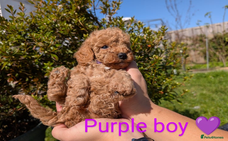 Miniature Poodle dogs - Advert 8
