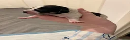 Jackshund dogs for sale: 4 Beautiful Male Jackhaunds   - Advert 9