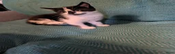 Mixed Breed cats for sale: 7 adorable kittens for sale £80-£100  - Advert 5
