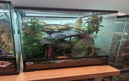 Gecko reptiles for sale: Crested gecko with full vivarium  - Image 3