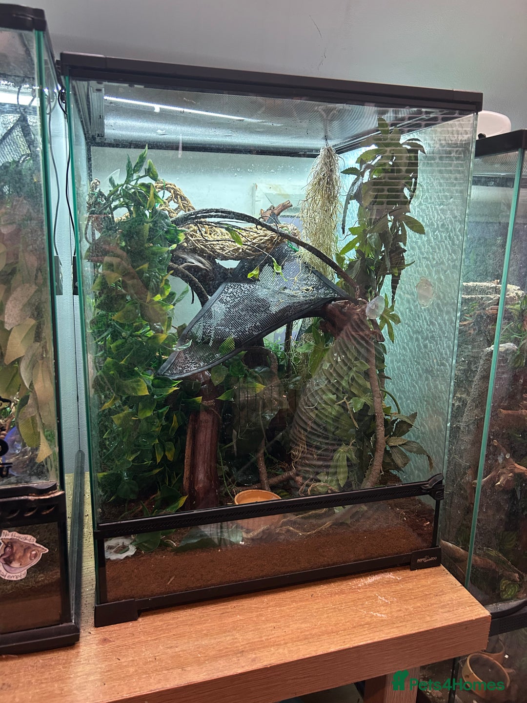 Gecko reptiles for sale: Crested gecko with full vivarium  - Image 3