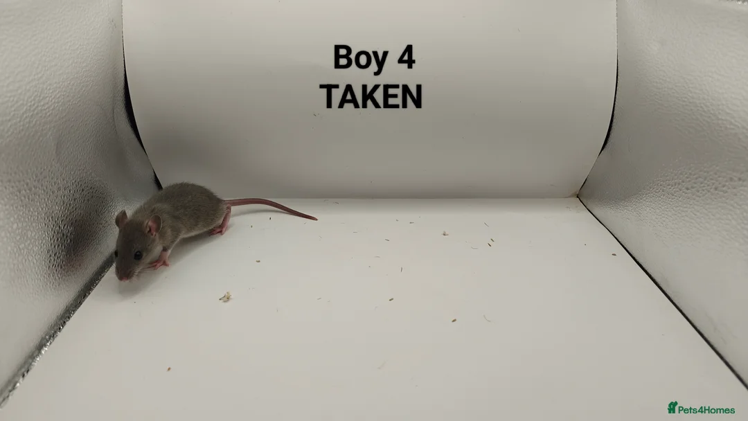 Rat rodents for sale: FEB: 20 Rats (13 Rats: 7 Boys & 6 Girls Left) - Advert 5