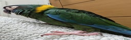 Macaws birds for sale: Golden collard Macaw Yellow collard Macaw  - Advert 9