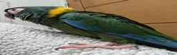 Macaws birds for sale: Golden collard Macaw Yellow collard Macaw  - Advert 10