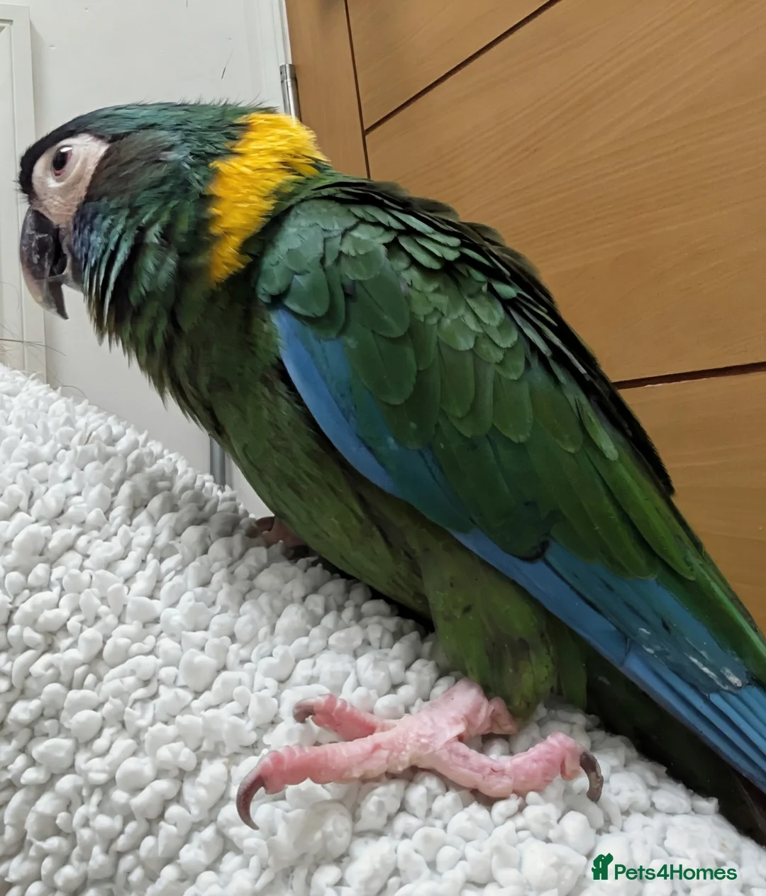 Macaws birds for sale: Golden collard Macaw Yellow collard Macaw  - Advert 10