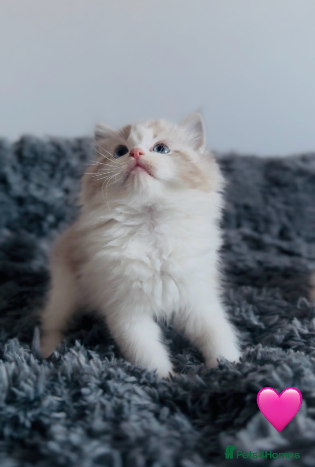 Ragdoll cats for sale: 🩷🐾Tica full Pedigree🐾EU Ragdoll 🐱🐾DNA Clear - Advert 22