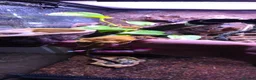 Gecko reptiles for sale: Male Crested Gecko with Full Exo Terra Setup in Bristol - Advert 6