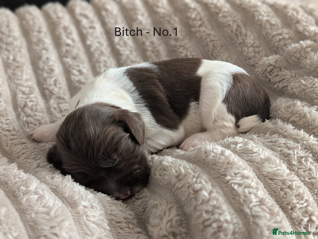 English Springer Spaniel dogs for sale: Springer Spaniel Puppies For Sale! - Image 5