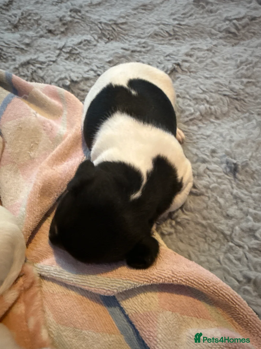 Jack Russell dogs for sale: 5 beautiful puppies  - Advert 2