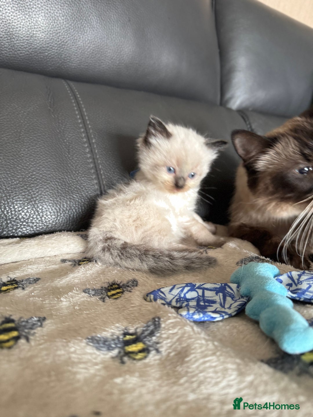 Ragdoll cats for sale: Our little snow babies ragdoll kittens  - Image 30