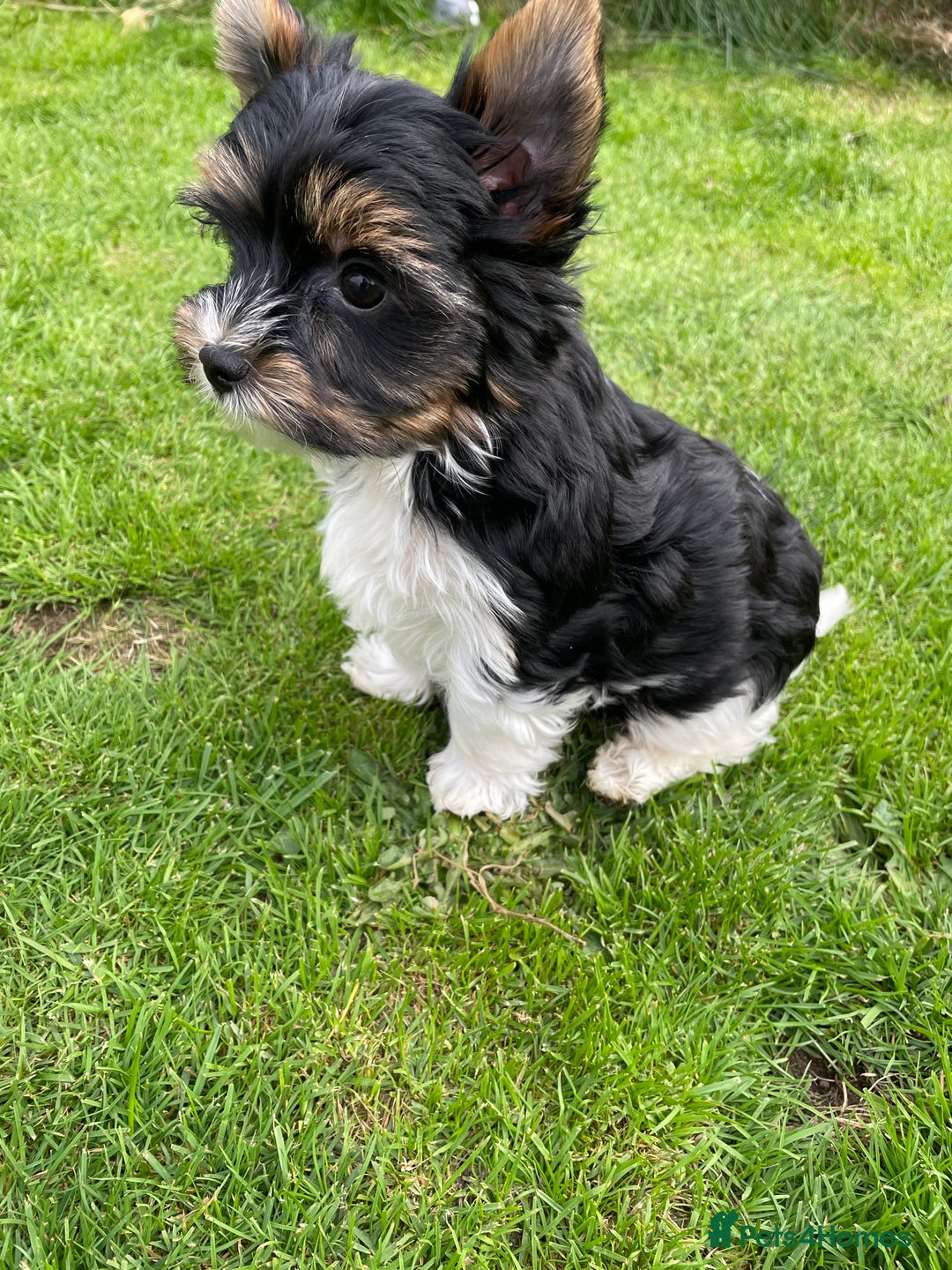 Yorkshire Terrier dogs for sale: York puppies for sale - Image 19