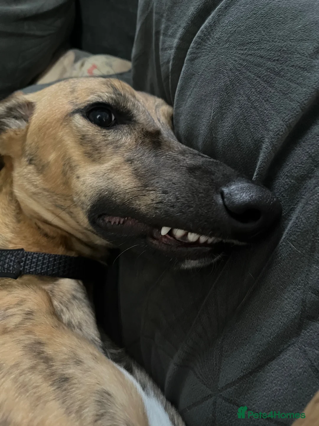Mixed Breed dogs for sale: Benny in Liskeard - Advert 2