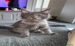 Maine Coon cats for sale: maine coon kittens  - Image 4