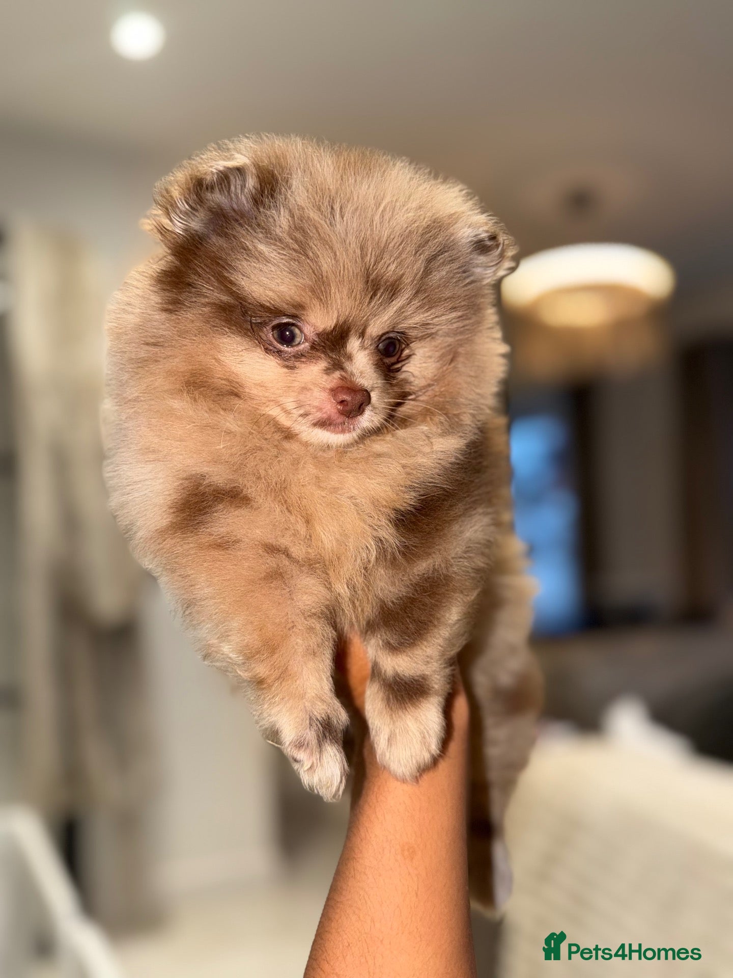 Pomeranian dogs READY 💖💙 Chocolate & Merle Babies - Advert 2