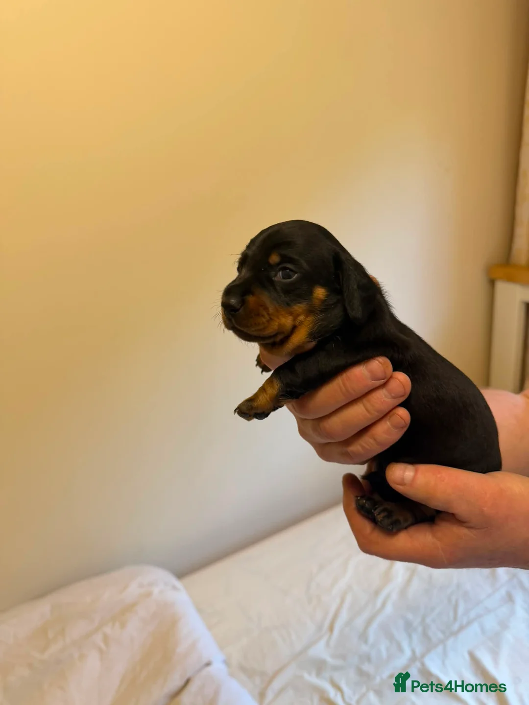 Miniature Dachshund dogs for sale: BEAUTIFUL MINI DACHSHUNDS  - Advert 5