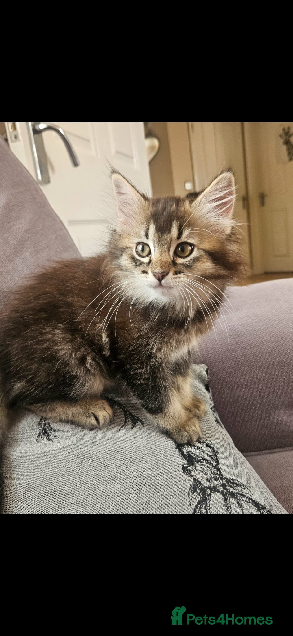 Mixed Breed cats for sale: Ragdoll Cross Tabby Girl  - Advert 5