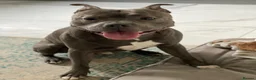 Staffordshire Bull Terrier dogs for stud: KC Registered Staffordshire Bull Terrier Stud - Advert 12