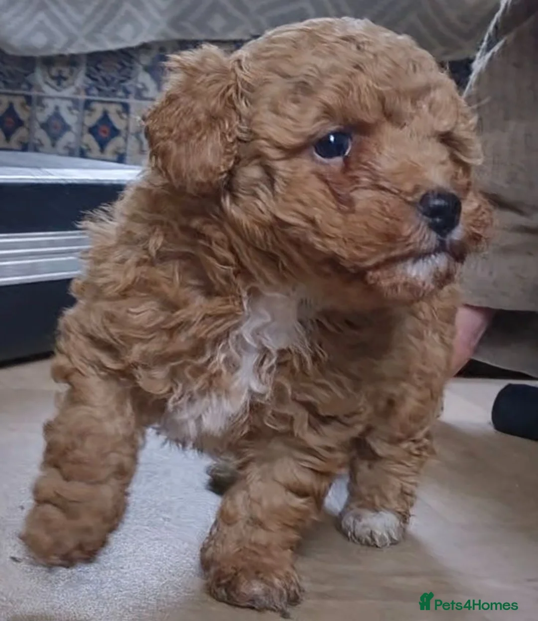 Maltipoo dogs for sale: Maltipoo female ready to go - Advert 12