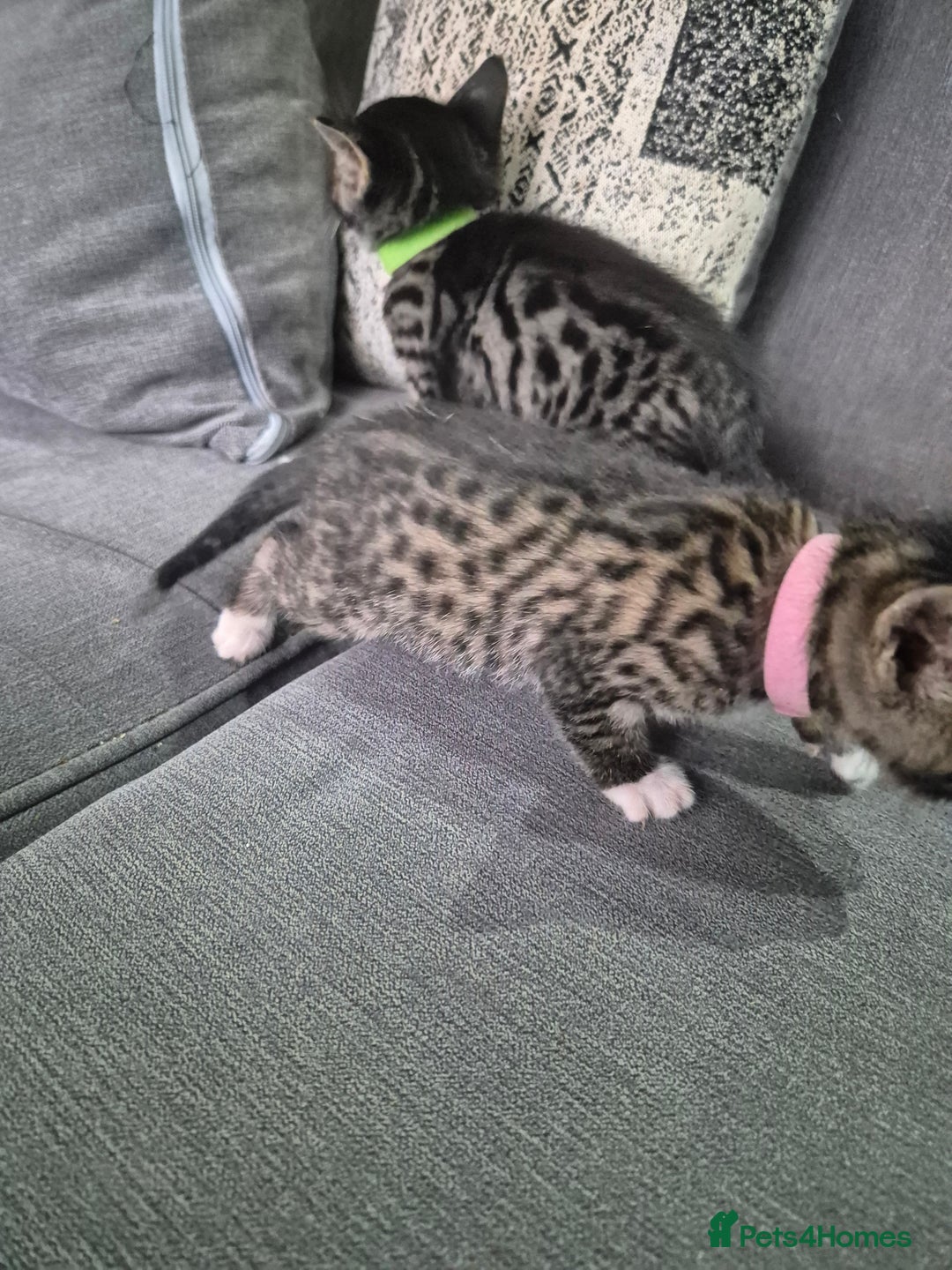 Savannah cats for sale: Savannah kittens ready to leave 24th October  - Image 26