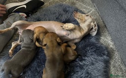 Miniature Dachshund dogs for sale: Miniature Dachshund Puppies 🐾 - Image 1