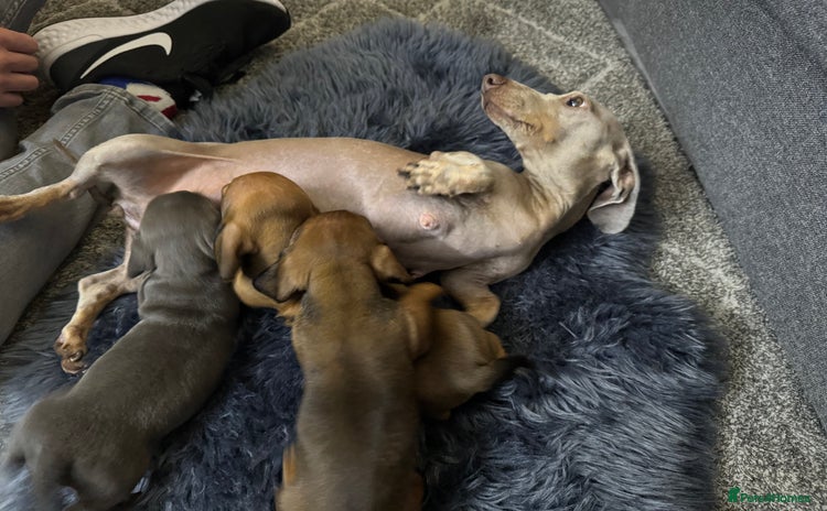 Miniature Dachshund dogs - Advert 1