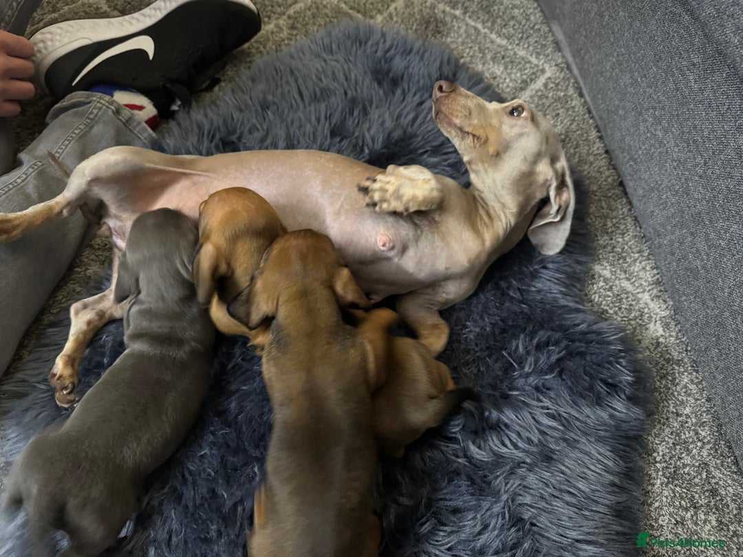 Miniature Dachshund dogs for sale: Miniature Dachshund Puppies 🐾 - Image 1