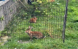 Mixed Breed rabbits for sale: Two male rabbits  - Advert 3