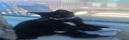 Mixed Breed cats for sale: Gorgeous tuxedo kitten - Advert 9