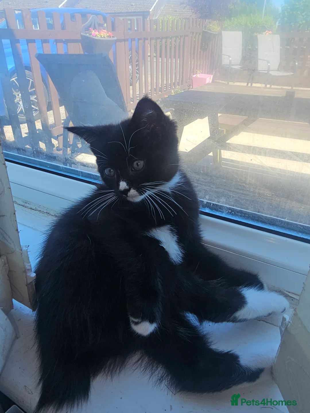 Mixed Breed cats for sale: Gorgeous tuxedo kitten - Advert 9