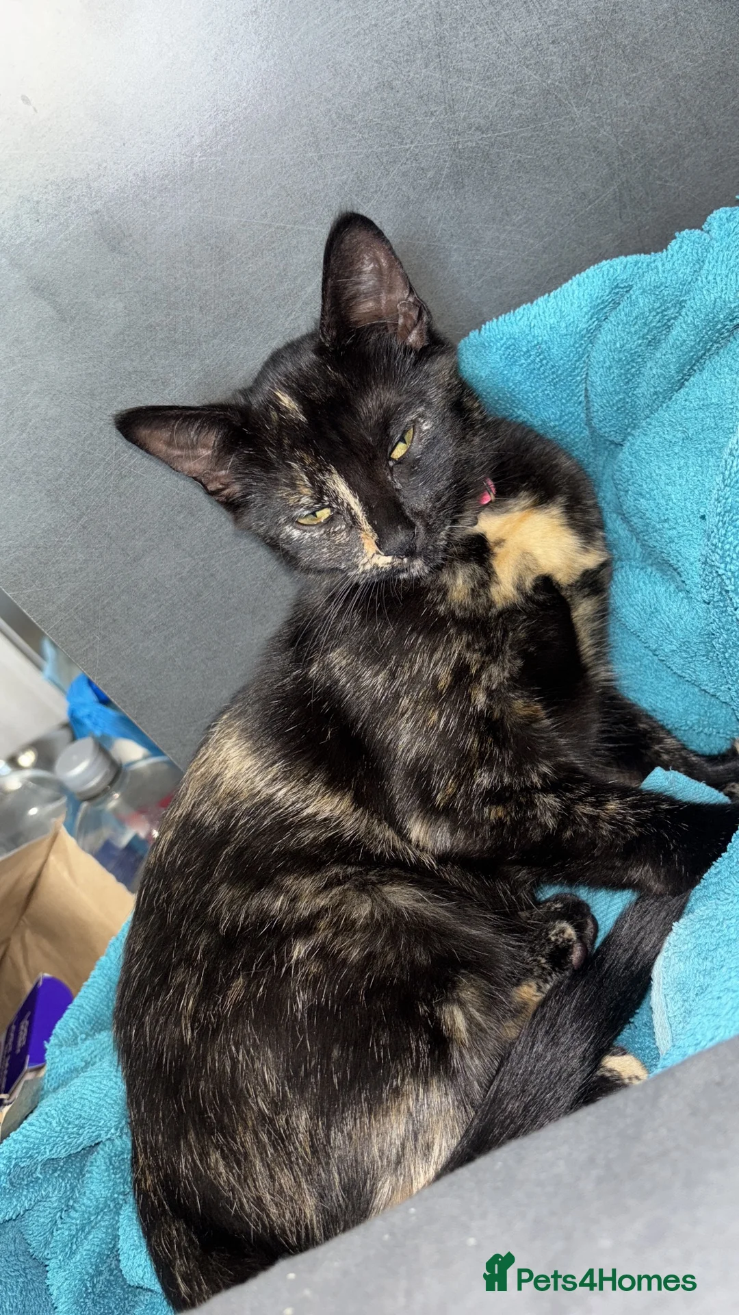 Domestic Shorthair cats for sale: Female 1 year old cat  - Advert 2