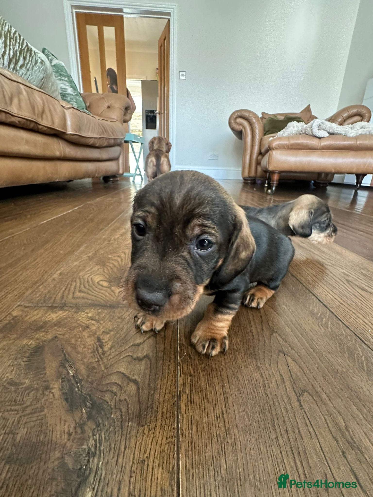 Dachshund dogs Wirehaired dachshunds ( teckels) - Advert 2