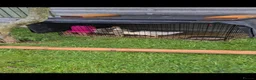 Geese poultry for sale: 3 Beautiful Geese (Embden & French Grey) + Setup in Leicester - Advert 6